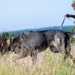 52nd SFS hosts international training for military working dog handlers