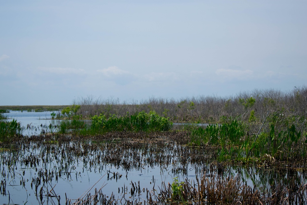 Lake Okeechobee cattail herbicide management