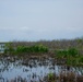 Lake Okeechobee cattail herbicide management