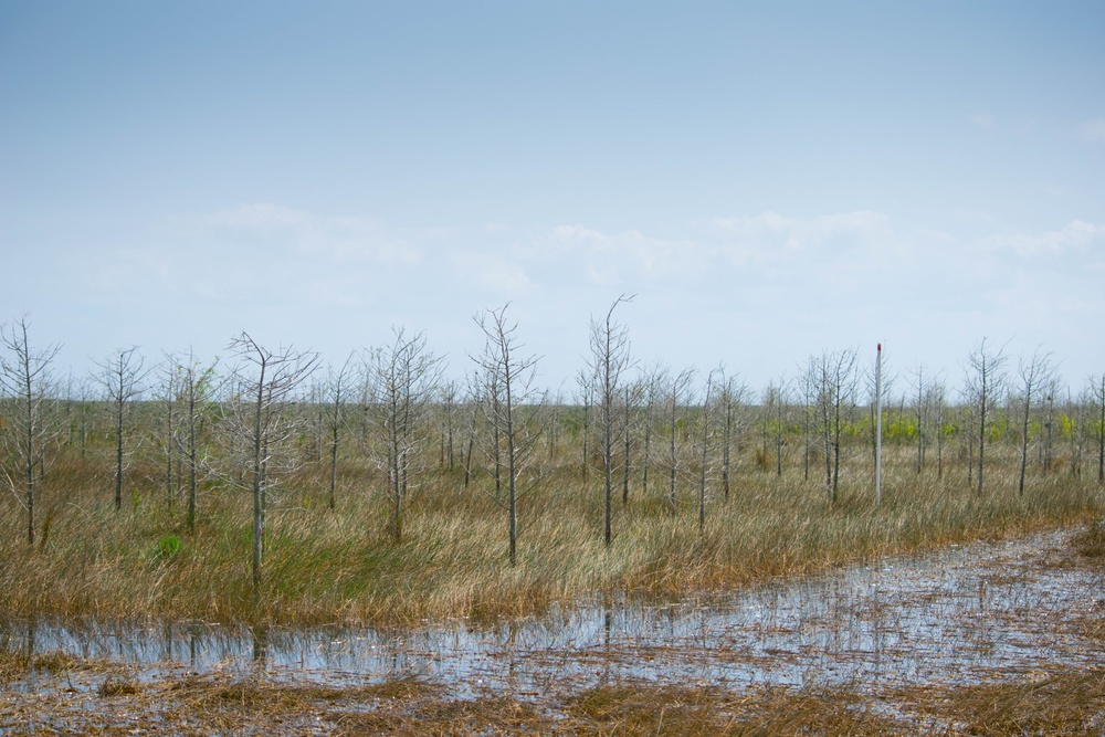 Bald cypress trees planted on the lake bottom of Lake Okeechobee to restore a native cypress fringe