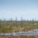 Bald cypress trees planted on the lake bottom of Lake Okeechobee to restore a native cypress fringe