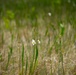 Duck potato growing within Lake Okeechobee. It is a valuable native waterfowl food source.