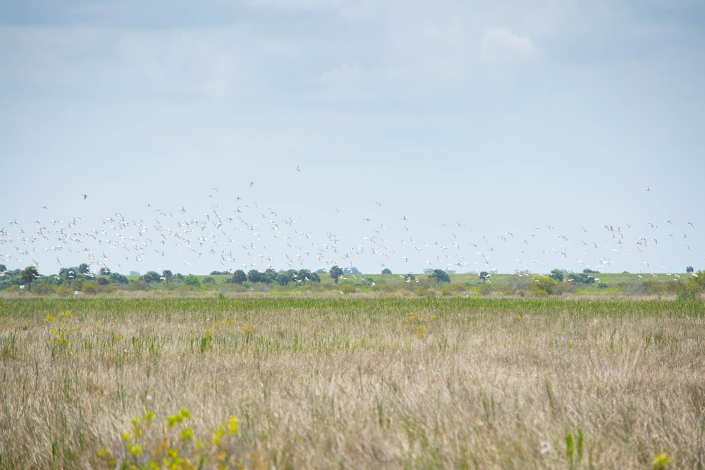 White ibis birds foraging in the shallow water marsh as water levels start to recede