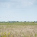 White ibis birds foraging in the shallow water marsh as water levels start to recede