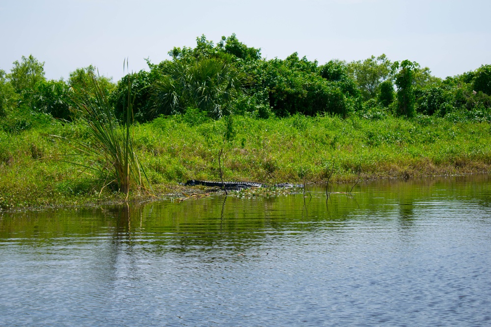 Alligator Sunbathing on the shores of Lake Okeechobee