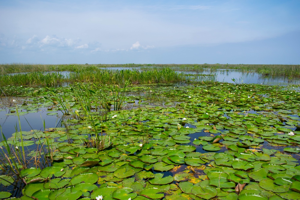 Liquid Heart of the Everglades