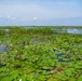 Liquid Heart of the Everglades