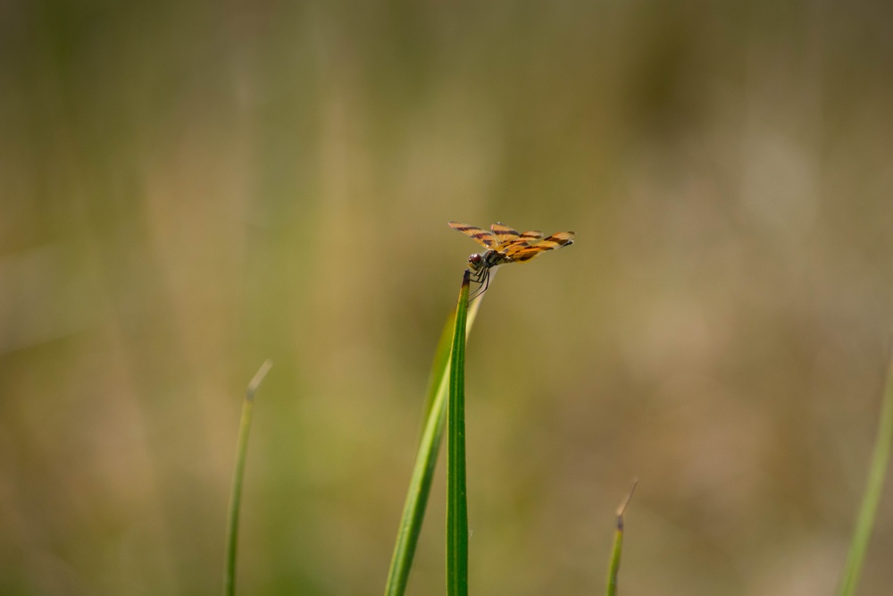 Even the smallest creatures play a part in the ecosystem