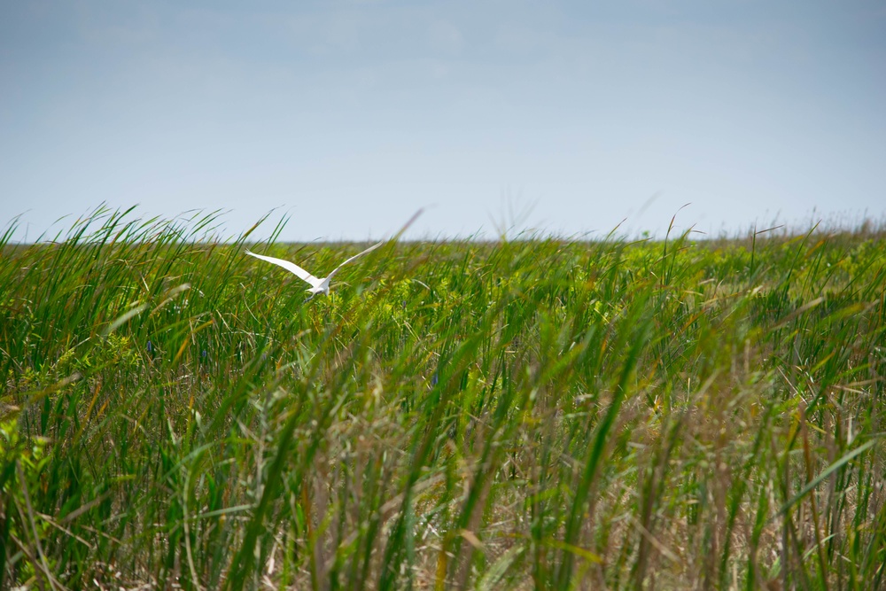 White ibis bird foraging in the shallow water marsh as water levels start to recede.