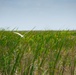 White ibis bird foraging in the shallow water marsh as water levels start to recede.