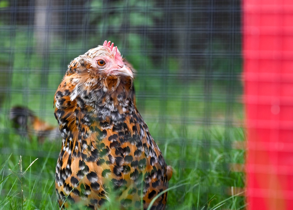 19th MXG crafts chicken coop for on-base school