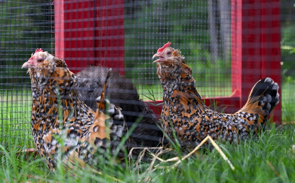 19th MXG crafts chicken coop for on-base school