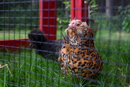 19th MXG crafts chicken coop for on-base school