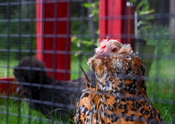 19th MXG crafts chicken coop for on-base school
