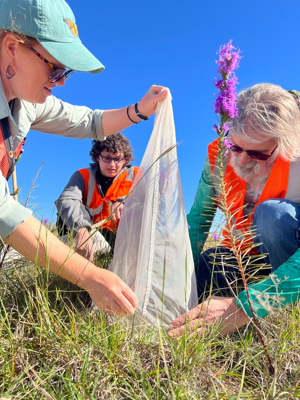 Monarch Tagging