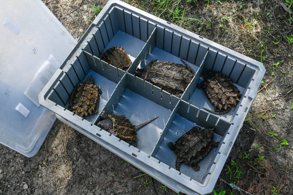 Alligator snapping turtles get released at Barksdale