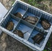 Alligator snapping turtles get released at Barksdale