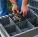 Alligator snapping turtles get released at Barksdale