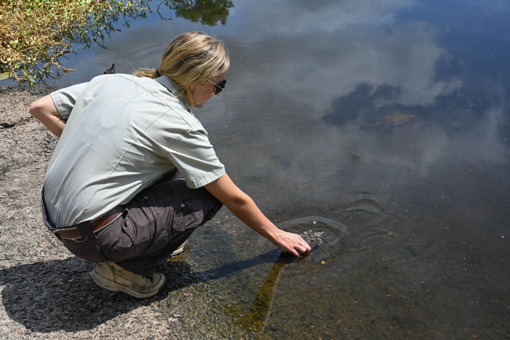 Alligator snapping turtles get released at Barksdale