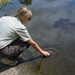 Alligator snapping turtles get released at Barksdale