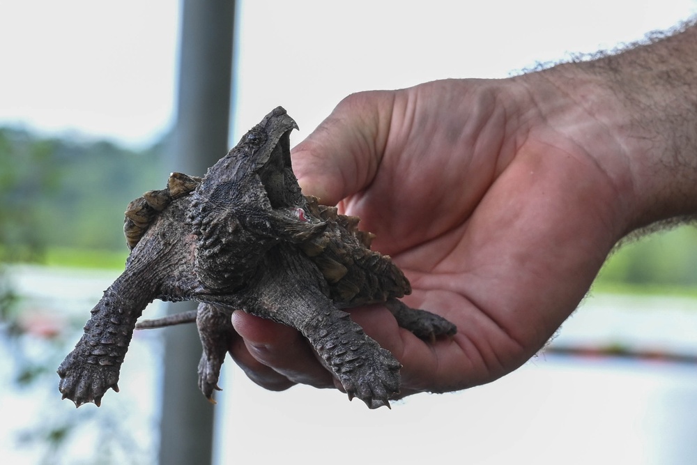 Alligator snapping turtles get released at Barksdale