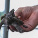 Alligator snapping turtles get released at Barksdale