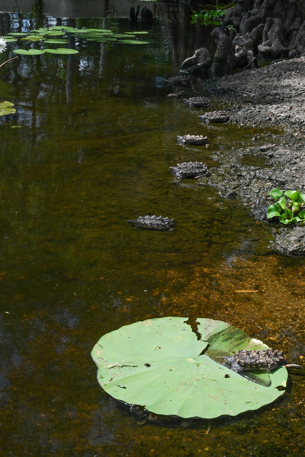 Alligator snapping turtles get released at Barksdale