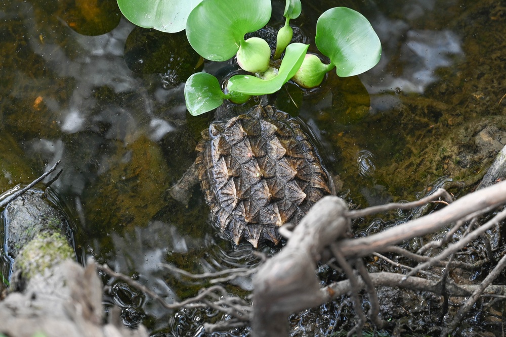 Alligator snapping turtles get released at Barksdale