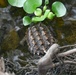 Alligator snapping turtles get released at Barksdale