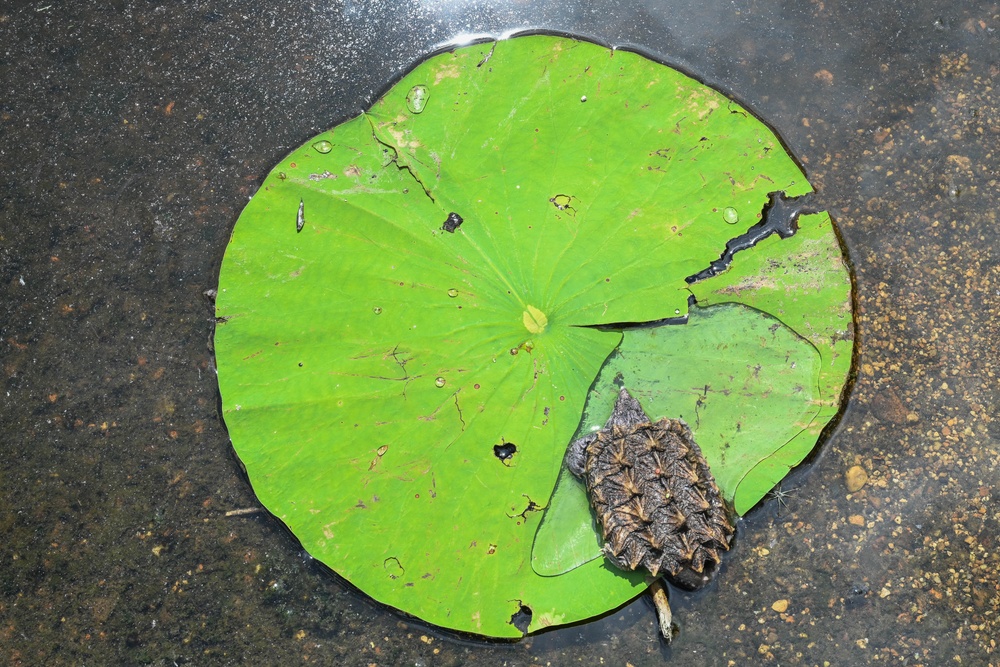 Alligator snapping turtles get released at Barksdale