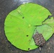 Alligator snapping turtles get released at Barksdale