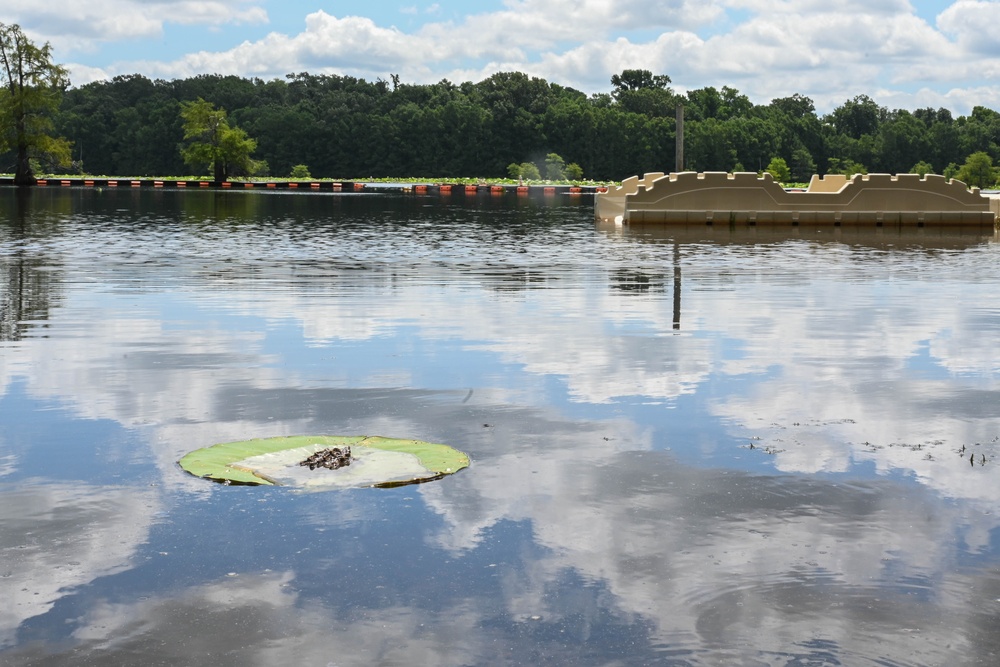 Alligator snapping turtles get released at Barksdale