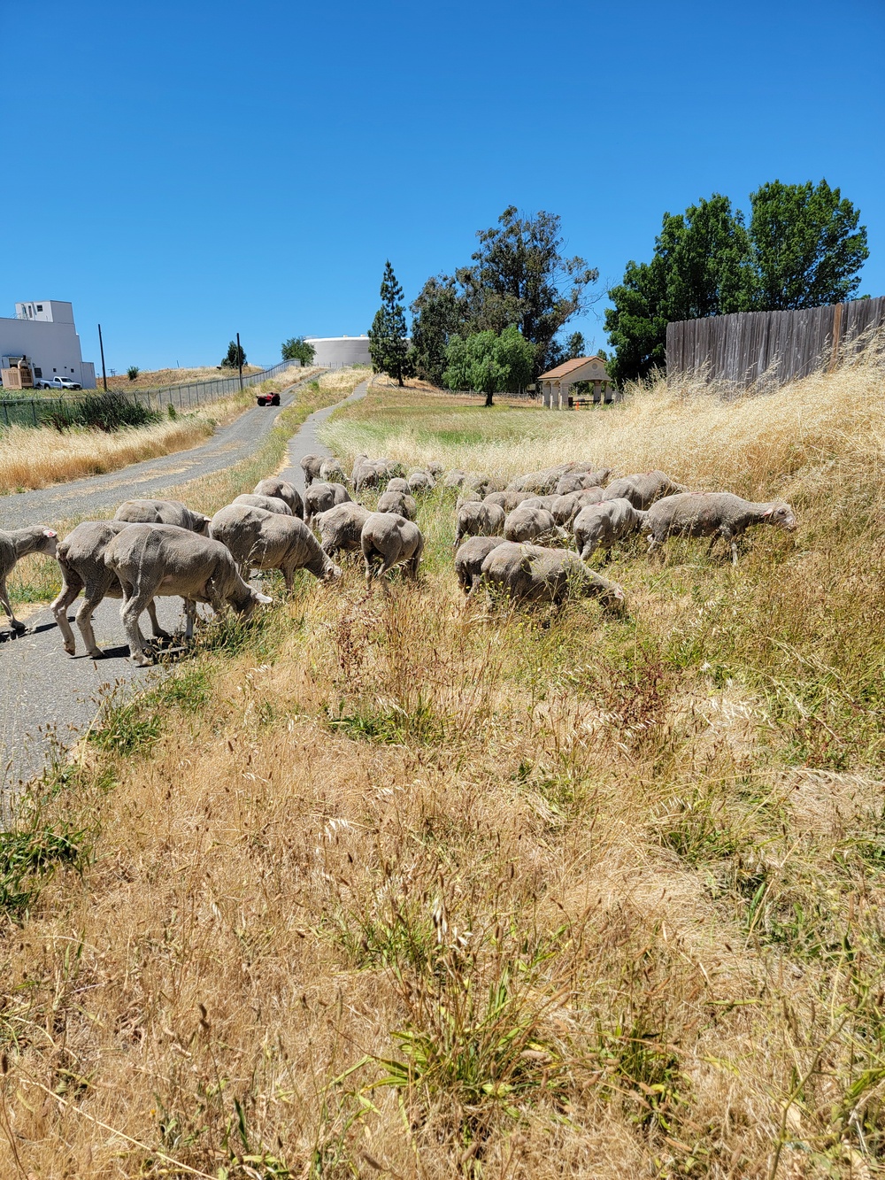 Travis AFB uses agricultural means for environmental protection