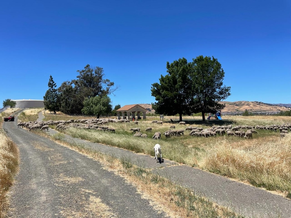 Travis AFB uses agricultural means for environmental protection