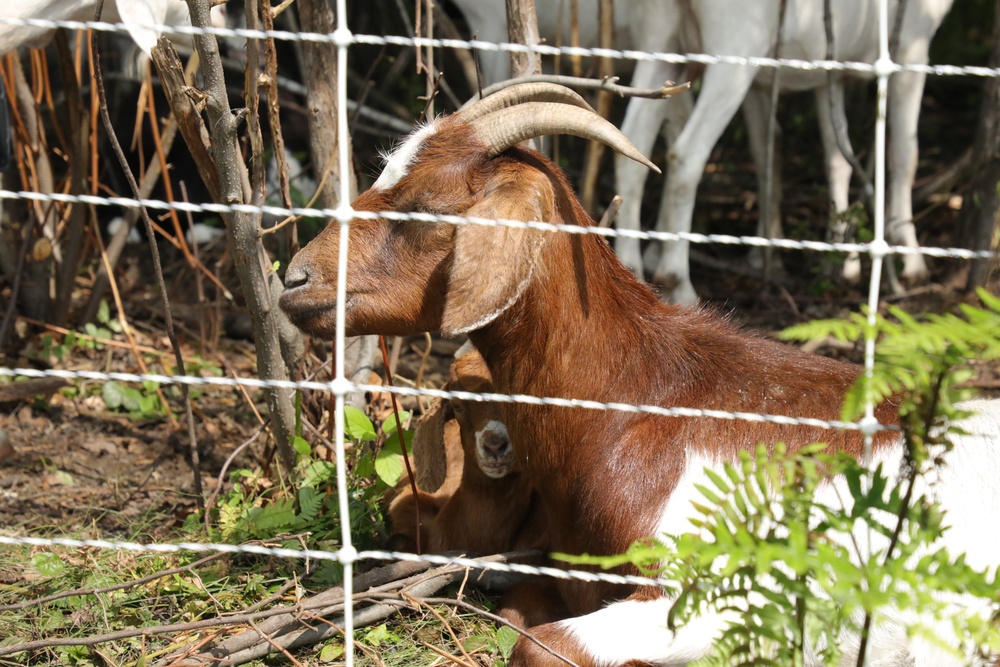 Understanding impact of invasive species helps reduce their impact on environment