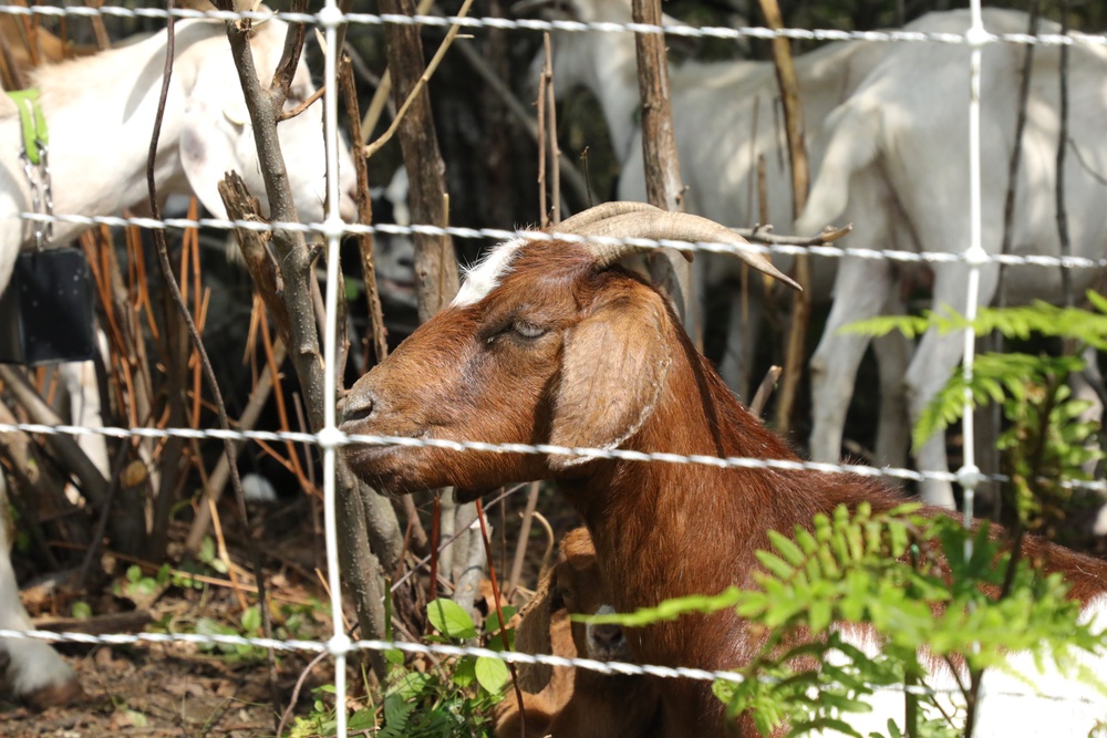 Understanding impact of invasive species helps reduce their impact on environment