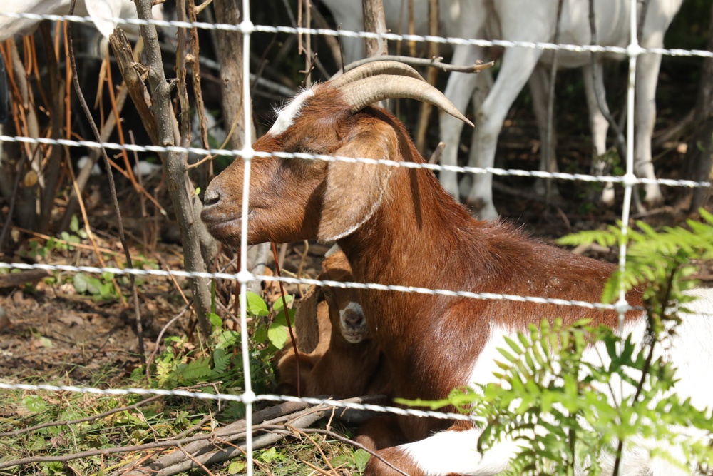 Understanding impact of invasive species helps reduce their impact on environment