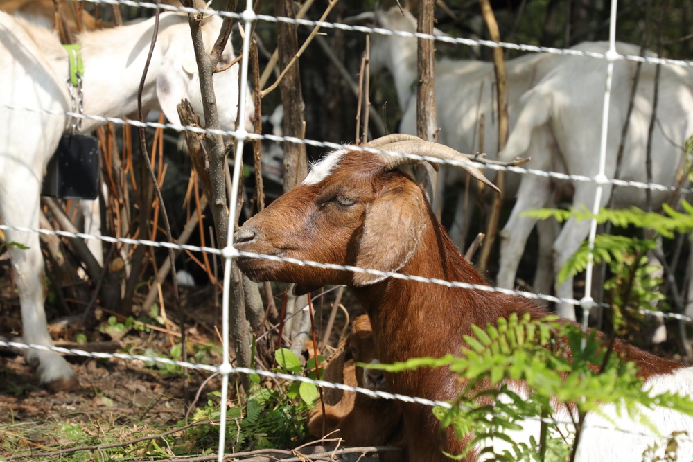 Understanding impact of invasive species helps reduce their impact on environment