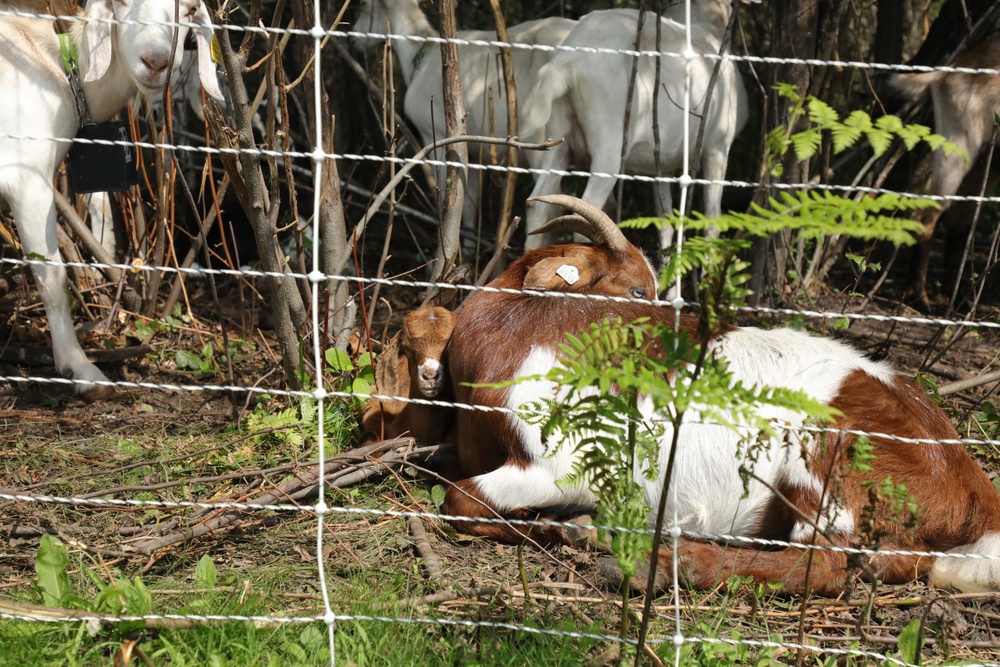 Understanding impact of invasive species helps reduce their impact on environment