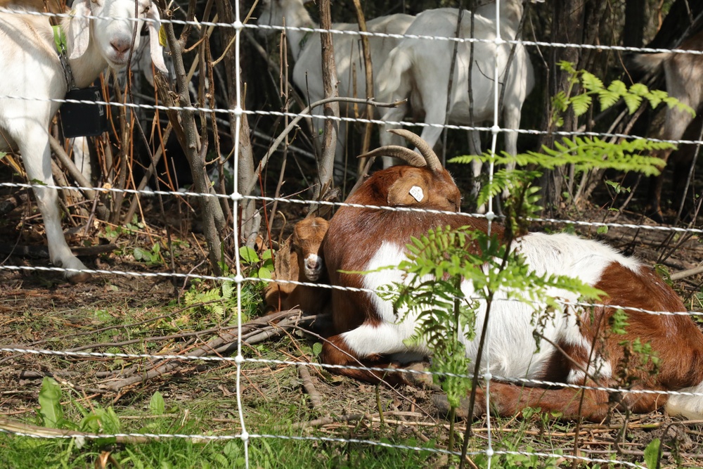 Understanding impact of invasive species helps reduce their impact on environment