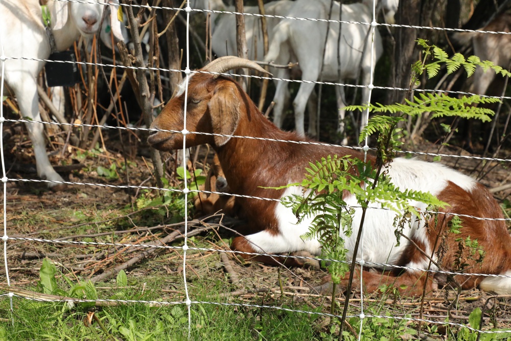 Understanding impact of invasive species helps reduce their impact on environment