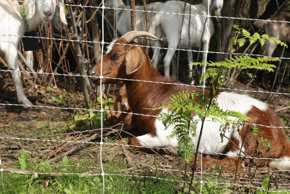 Understanding impact of invasive species helps reduce their impact on environment