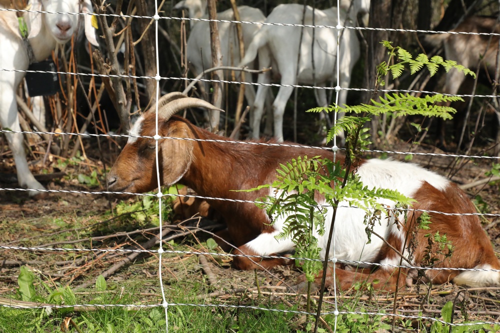 Understanding impact of invasive species helps reduce their impact on environment