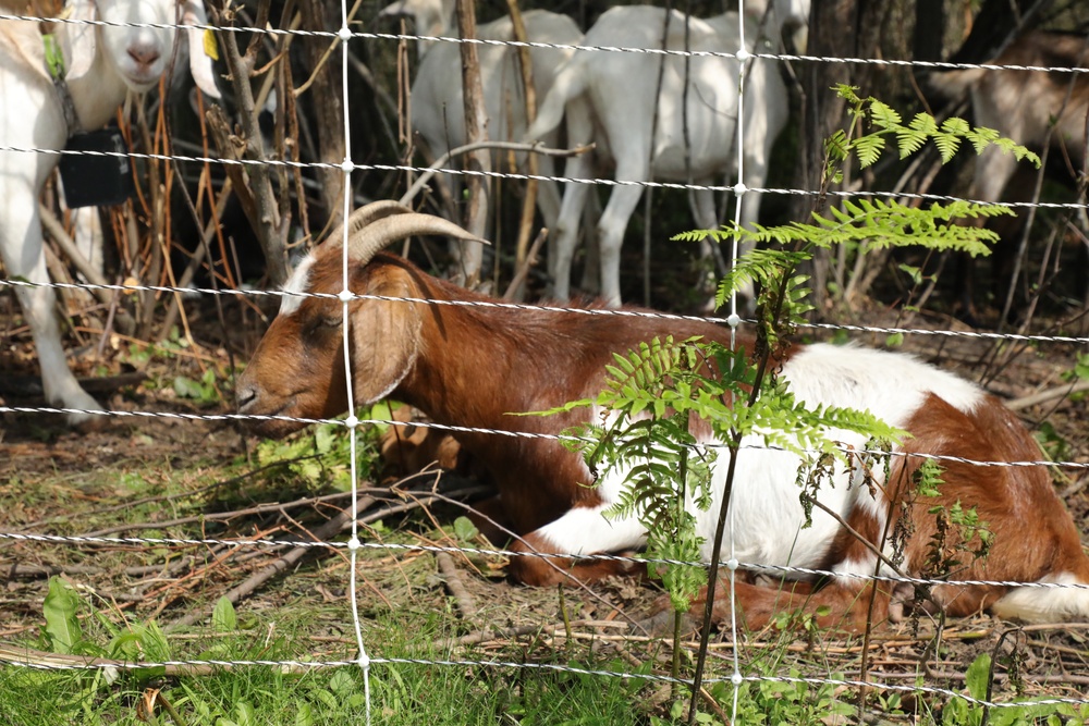 Understanding impact of invasive species helps reduce their impact on environment