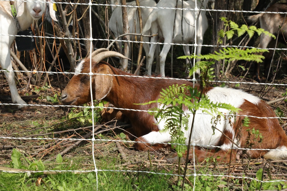 Understanding impact of invasive species helps reduce their impact on environment