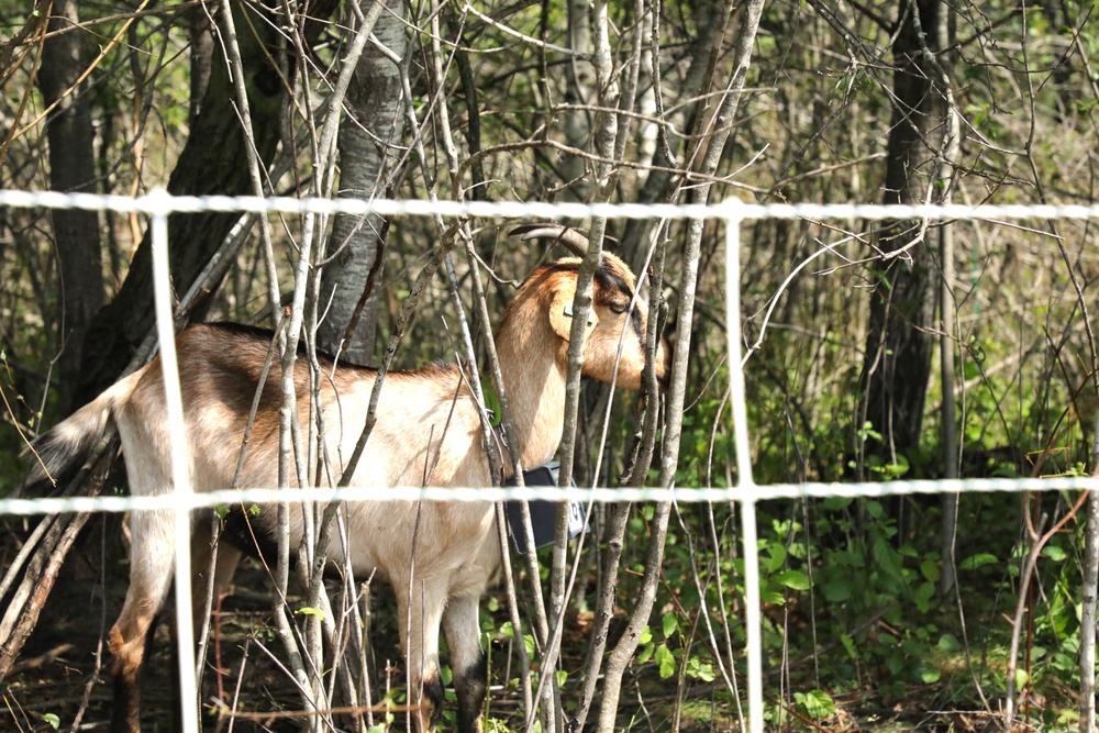 Understanding impact of invasive species helps reduce their impact on environment