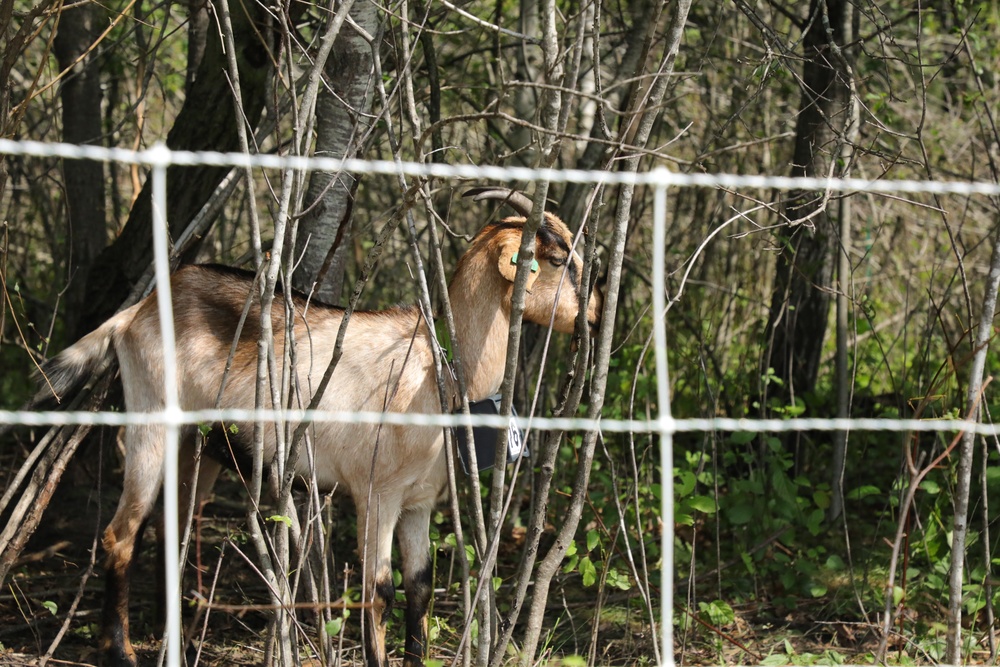 Understanding impact of invasive species helps reduce their impact on environment