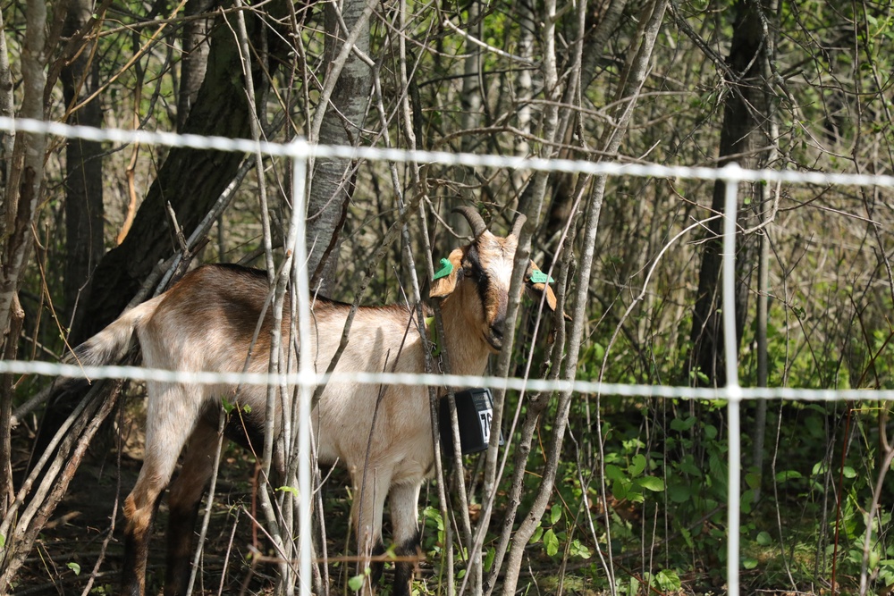 Understanding impact of invasive species helps reduce their impact on environment