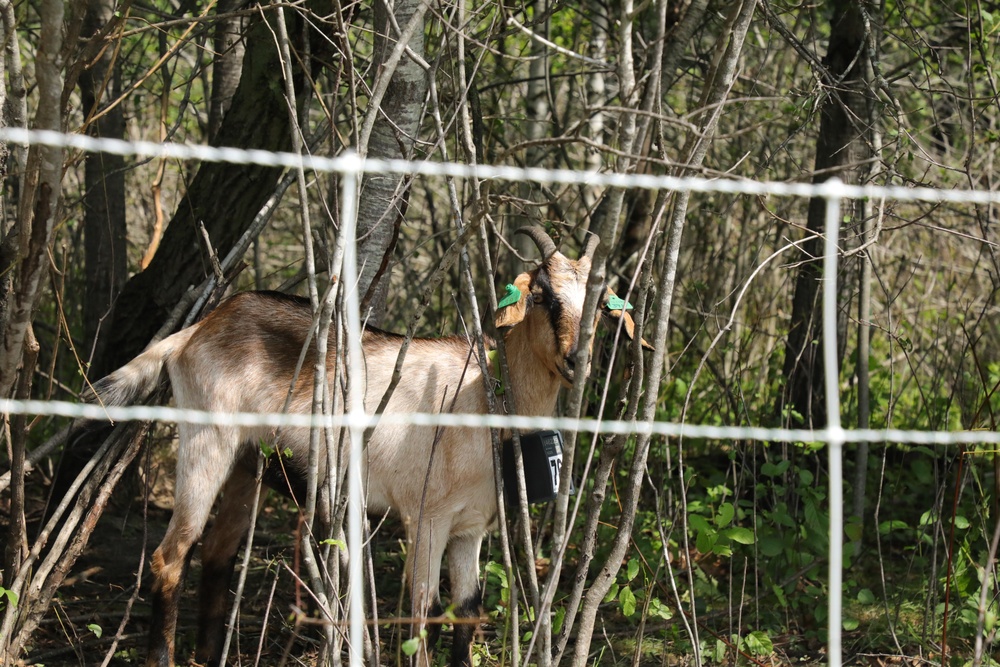 Understanding impact of invasive species helps reduce their impact on environment