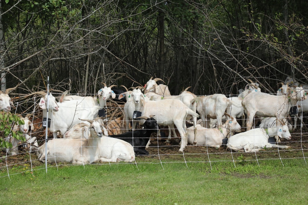 Understanding impact of invasive species helps reduce their impact on environment